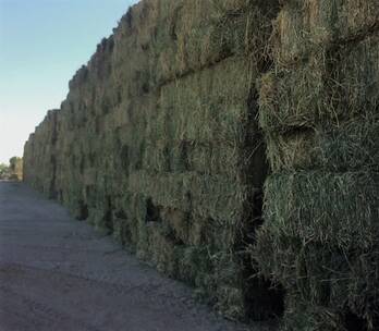 Pacas de Alfalfa venta al mayoreo en Engormix. (Ref 33918)