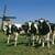 Revisión: hipocalcemia en la vaca lechera