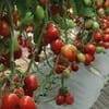 Curso Intensivo sobre Producción de Tomate de Invernadero