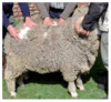 Comercialización de carne ovina
