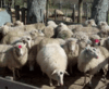 Gerenciamiento de granja ovina