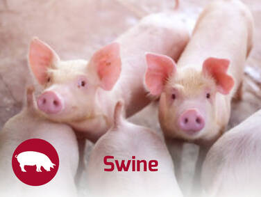 Swine Nutrition Solutions