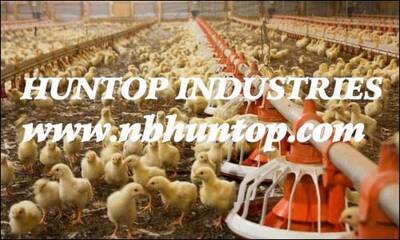 Poultry farming, Poultry equipment, Poultry farm equipment