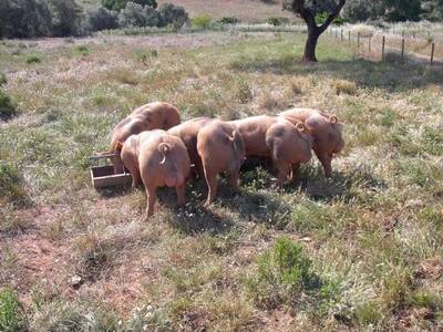 Petrain boars