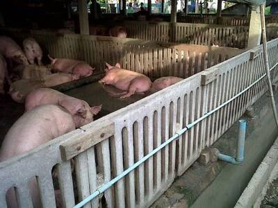 Swine in Singburi