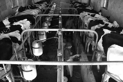 Dairy cattle herd
