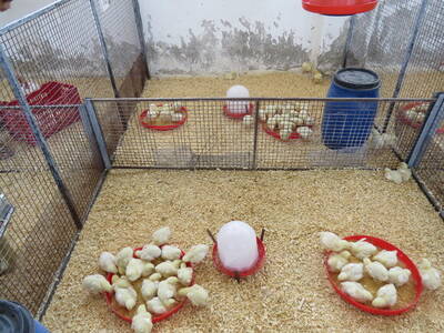chicken trial house