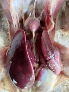 Inclusion Body Hepatitis(IBH) in young broilers
