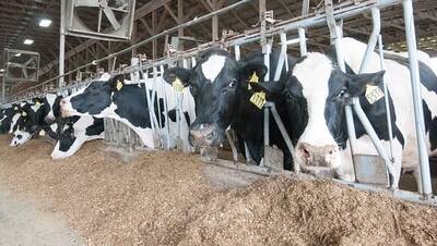 Holstein Heifer Cows