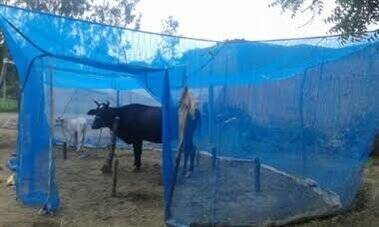cow nets for protection against mosquitoes and flies