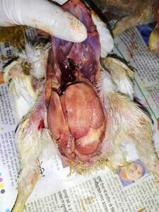 Aflatoxicosis in Poultry
