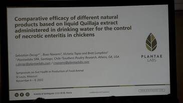 Comparative efficacy of different natural products based on liquid Quillaja extract to control necrotic enteritis