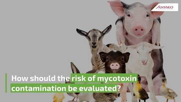How should the risk of mycotoxin contamination be evaluated?