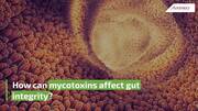 How can mycotoxins affect gut integrity?