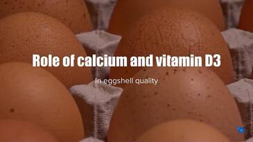 Role of calcium and vitamin D3 in the quality of the shell