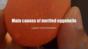 Main causes of mottled eggshells. Layers and breeders