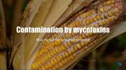 Contamination by mycotoxins, risk factor for necrotic enteritis