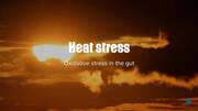 Heat stress, oxidative stress in the gut