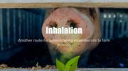 Inhalation: another route for administering essential oils to farm animals