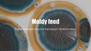 Moldy feed, consequences beyond mycotoxins contamination