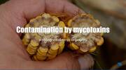 Contamination by mycotoxins and leg weakness in poultry