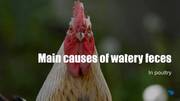 Main causes of watery feces in poultry