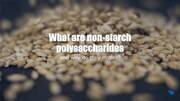 What are non-starch polysaccharides and why do they matter?