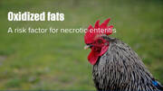 Poor quality fats put birds risk necrotic enteritis