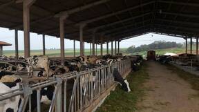 Brazilian dairy farm