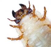 Melolonthidae larvae
