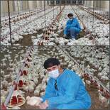 Raising chicken with NO antibiotics