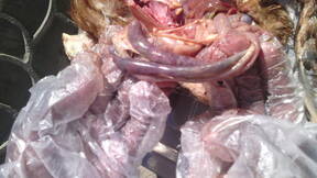 Intestinal Haemorrhage in Poultry Chickens