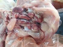 IBV (nephropathogenic) showing swollen, pale kidneys in 18th day broiler chick