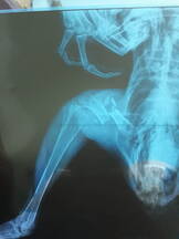 Preoperative view of fractured femur in a cock