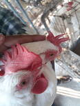 How to Identify good and poor layer chickens (Physical Feature, combs)