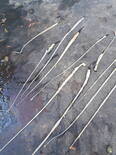 Tapeworm infection in Backyard poultry