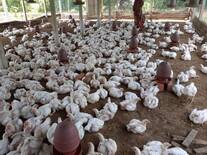 Broiler Production in Bangladesh