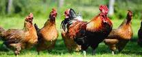 Local chicken