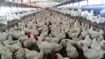 Quality breeding for quality chicken
