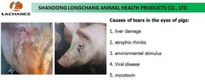 Causes of tear stains of pigs