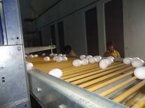 Egg  Lift System