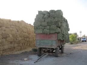 Amir Vakil-Gilani DAIRY FARM