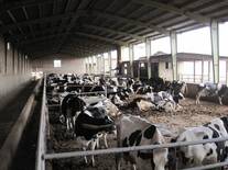 Amir Vakil-Gilani Dairy Farm