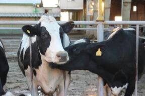 Amir Vakil Gilani DAIRY FARM