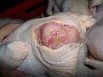 Poultry defects