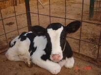 Dairy Vally