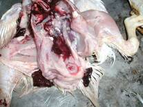 CRD, Broiler, salpengitis