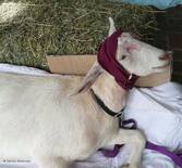 bandaged recovering goat