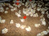 3. Many chicks sitting on hocks