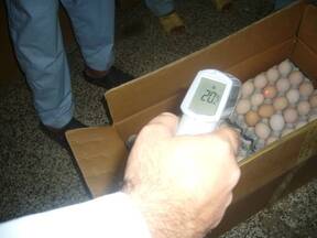Hatching eggs temperature with Infra red thermometer in hatchery.
